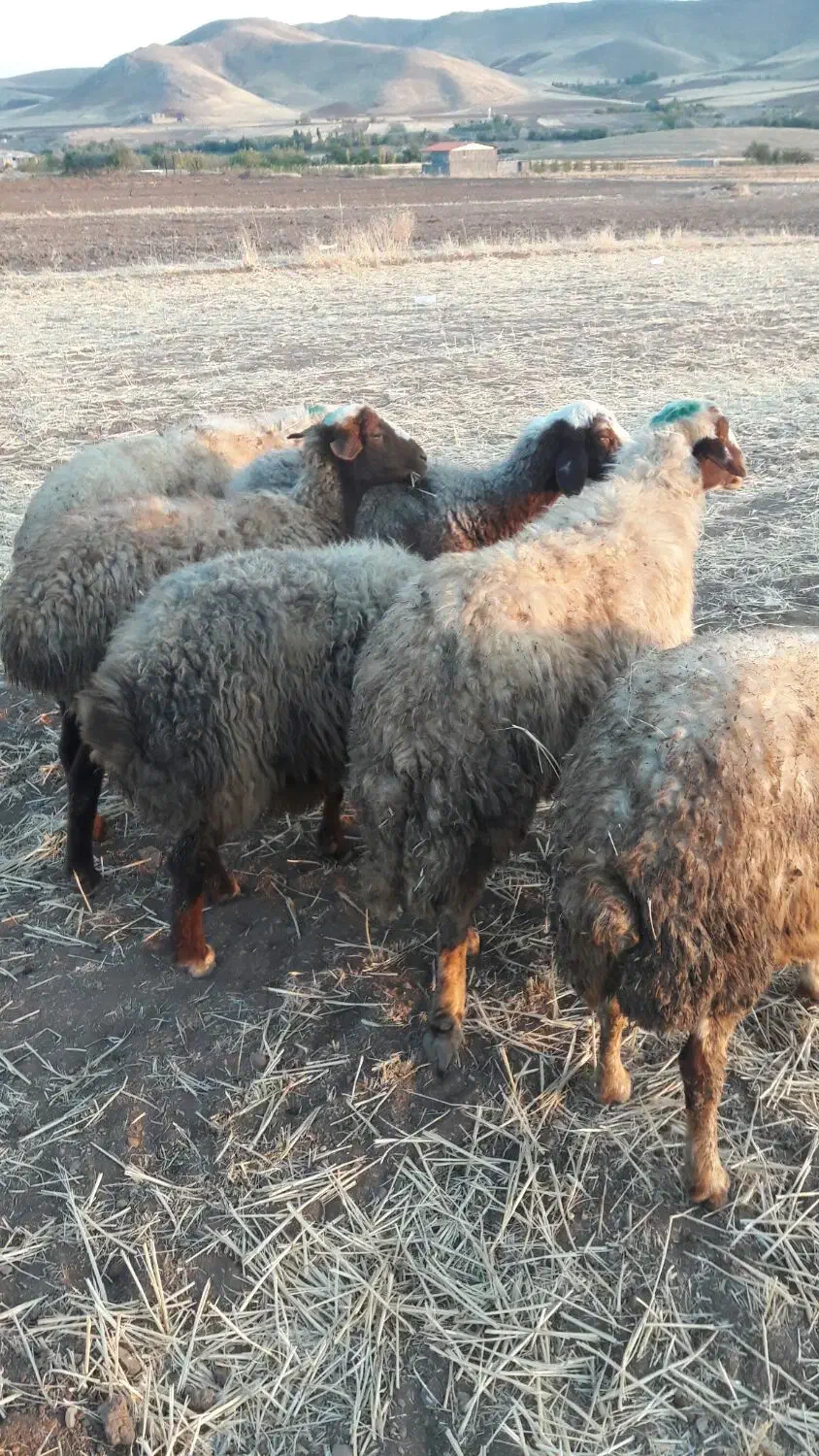 گوسفند|حیوانات مزرعه|سنندج, |دیوار