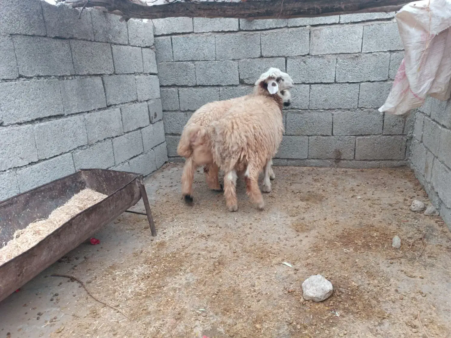 بره شیری|حیوانات مزرعه|اندیمشک, |دیوار