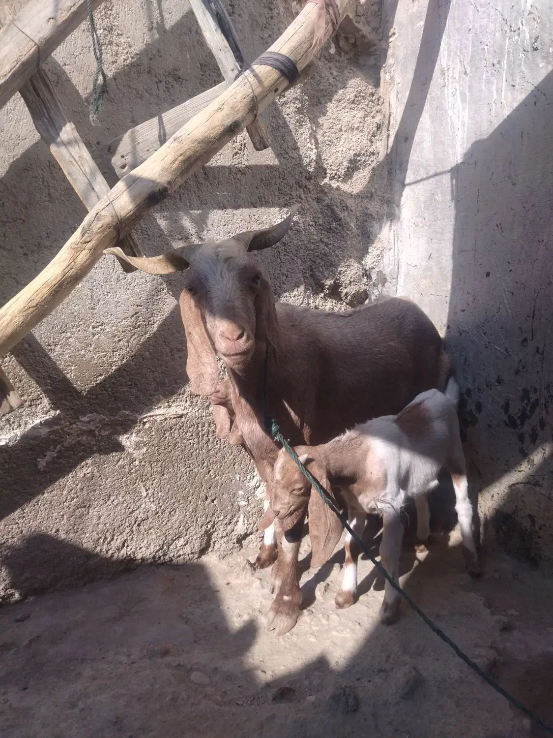 یک بز و دو کهره|حیوانات مزرعه|بندر دیر, |دیوار