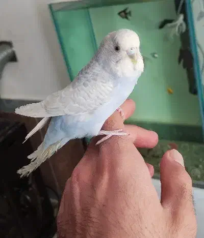 مرغ عشق اسپانگل مولد به شرط|پرنده|سقز, |دیوار