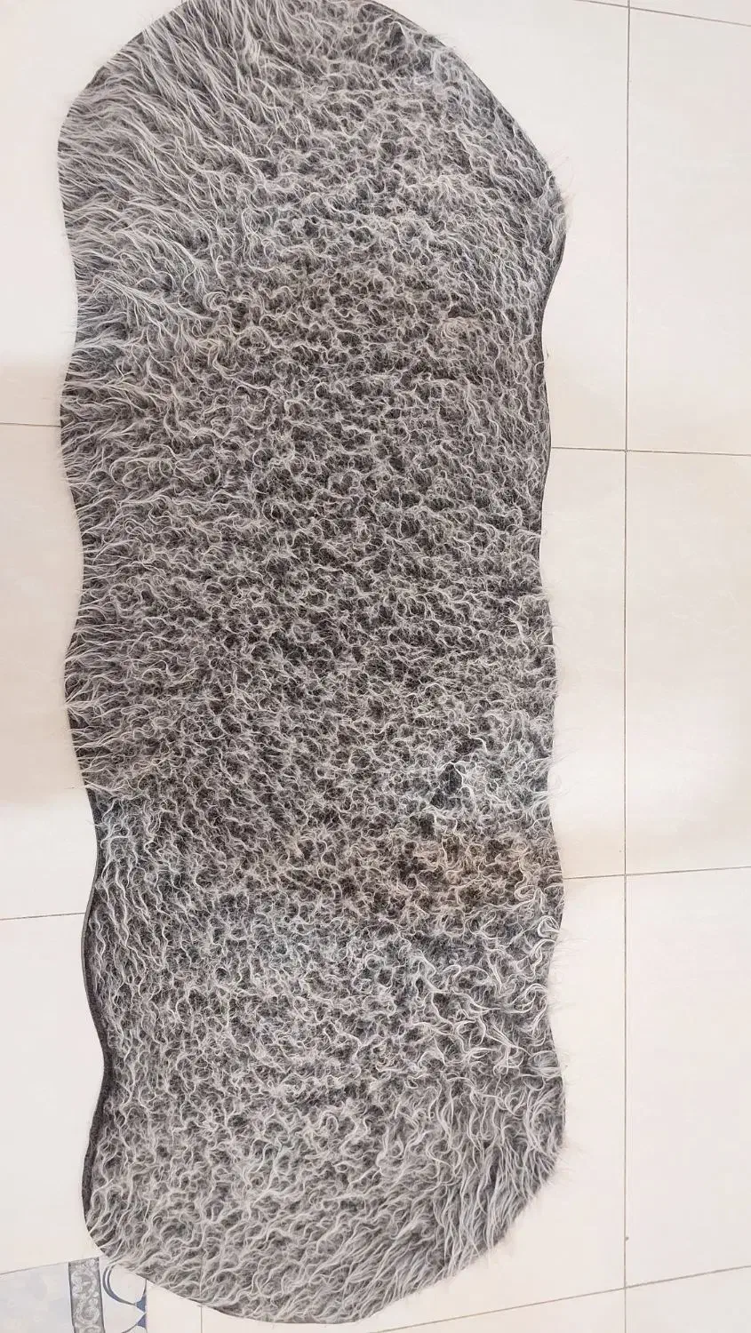 پادری  تدی|پادری|تهران, خلیج فارس|دیوار