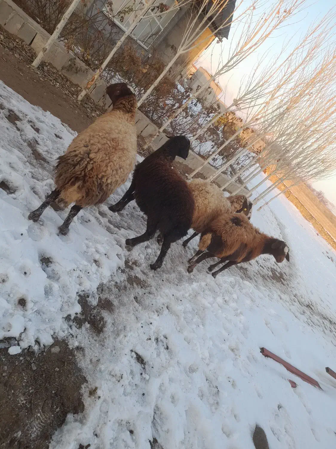 میش هترو|حیوانات مزرعه|شیروان (خراسان), |دیوار