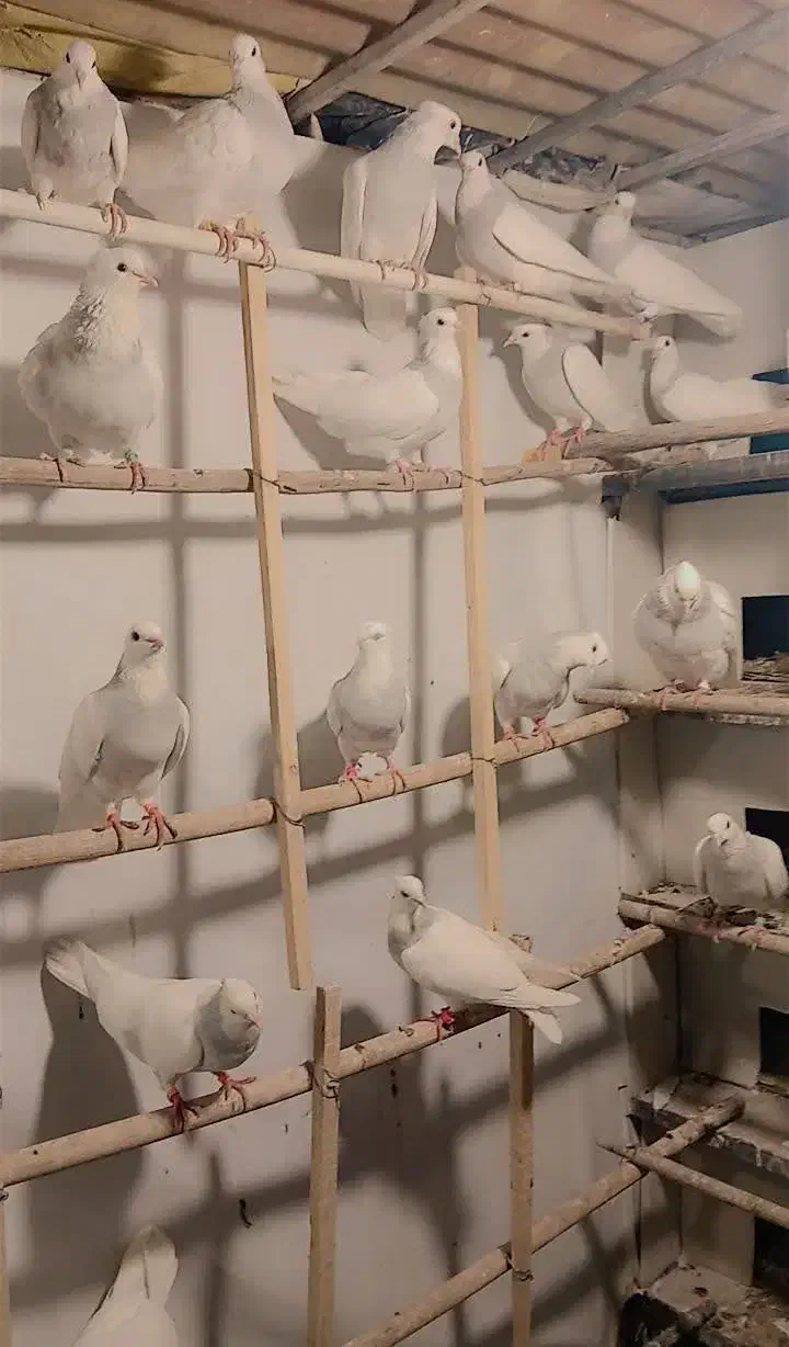 طوقی آبی|پرنده|شهر ری, جوانمرد قصاب|دیوار