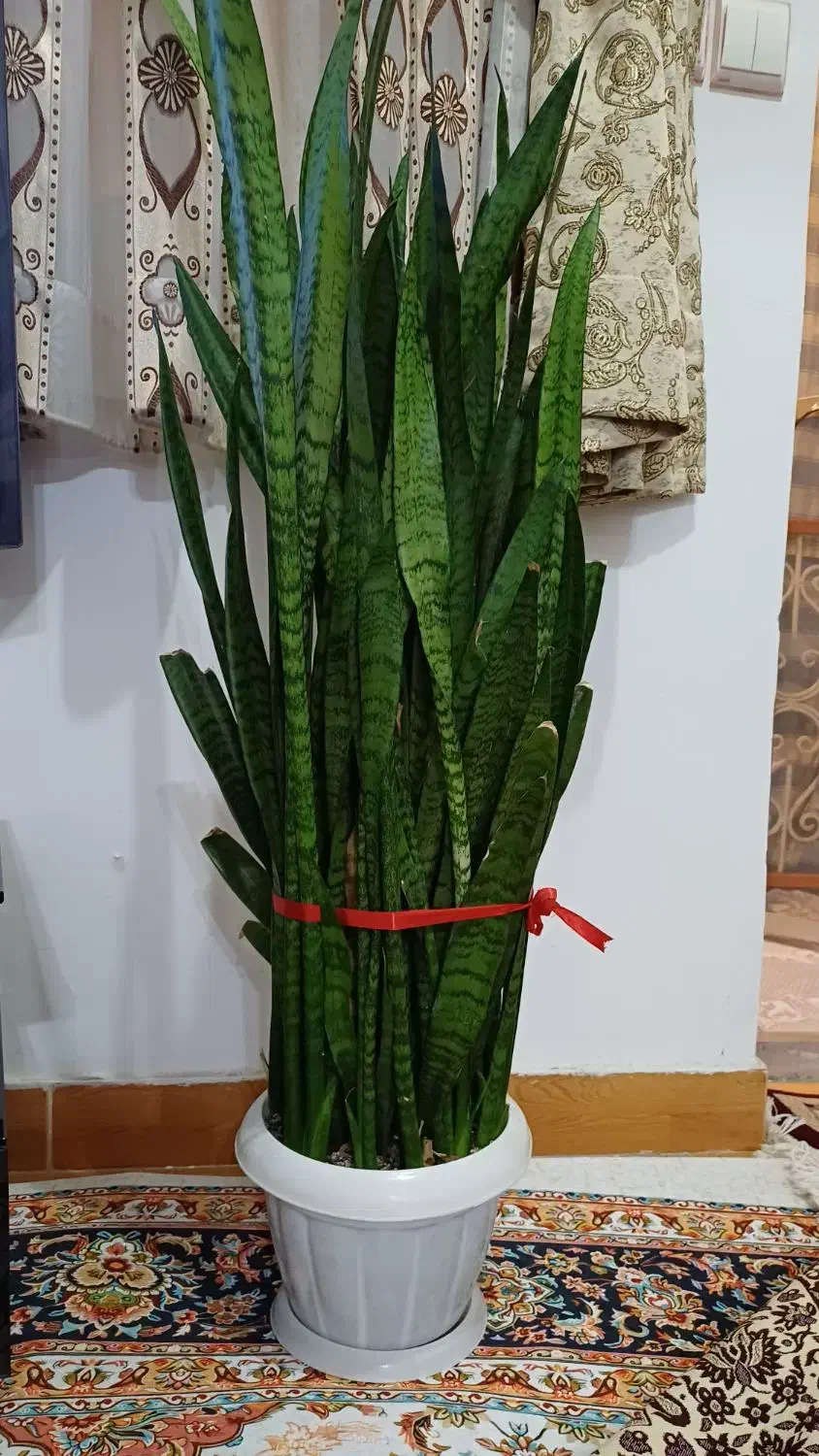 گل سانسوریا|گل و گیاه طبیعی|رشت, حمیدیان|دیوار