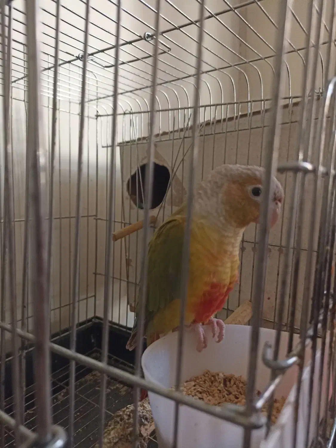 طوطی گرینچیک ماده|پرنده|فردیس, فرامرزیه|دیوار