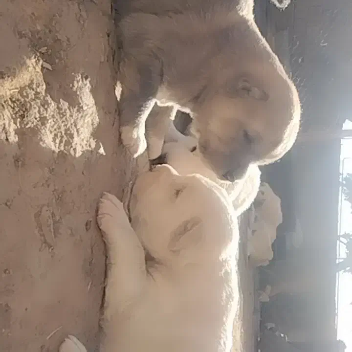 کوچوک نسل دار اینده دار|سگ|باخزر, |دیوار