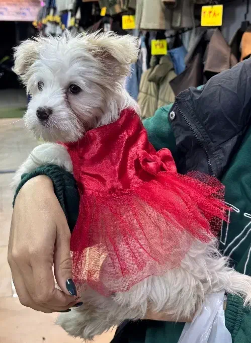 واگذاری|سگ|رشت, سعدی (تختی)|دیوار