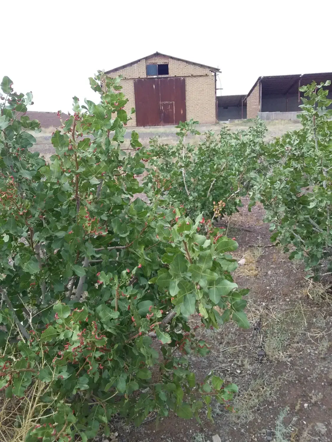 فروش با تهاتر|فروش دفتر صنعتی، کشاورزی، تجاری|جوین, |دیوار