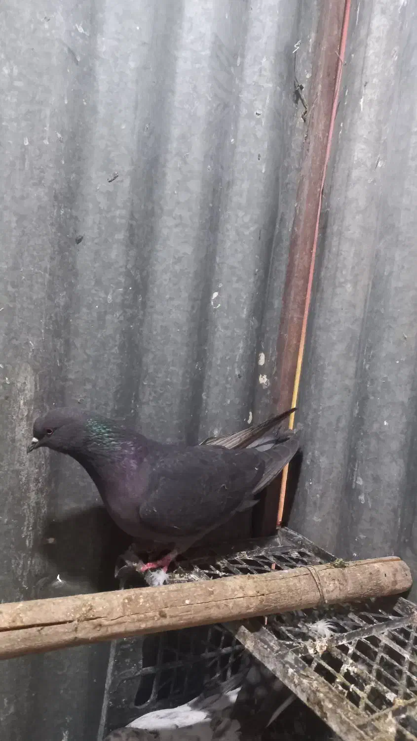 گرفتنی|پرنده|قم, زنبیل آباد|دیوار