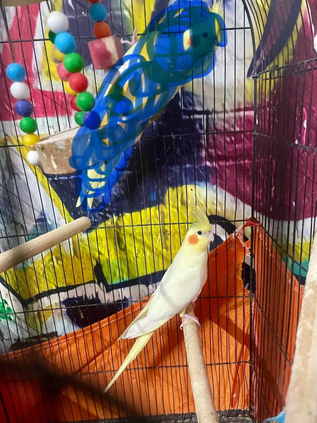 معاوضه نر با ماده|پرنده|بندر امام خمینی, |دیوار