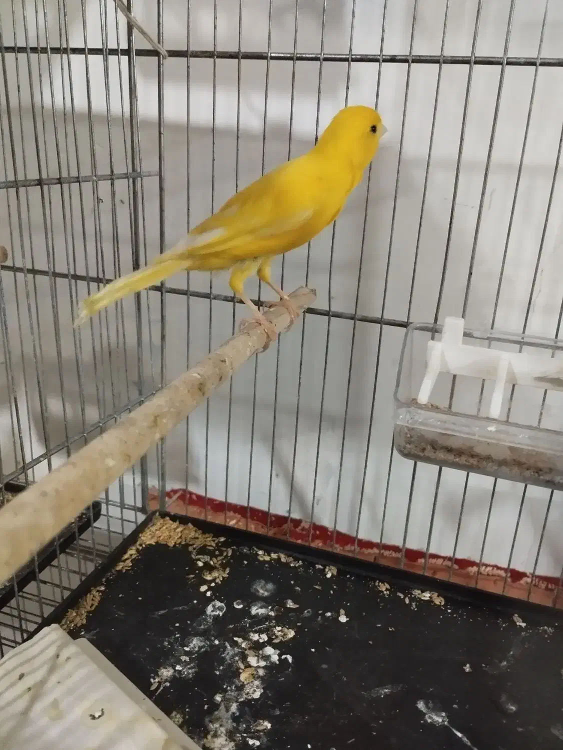 پرنده|پرنده|ابهر, |دیوار