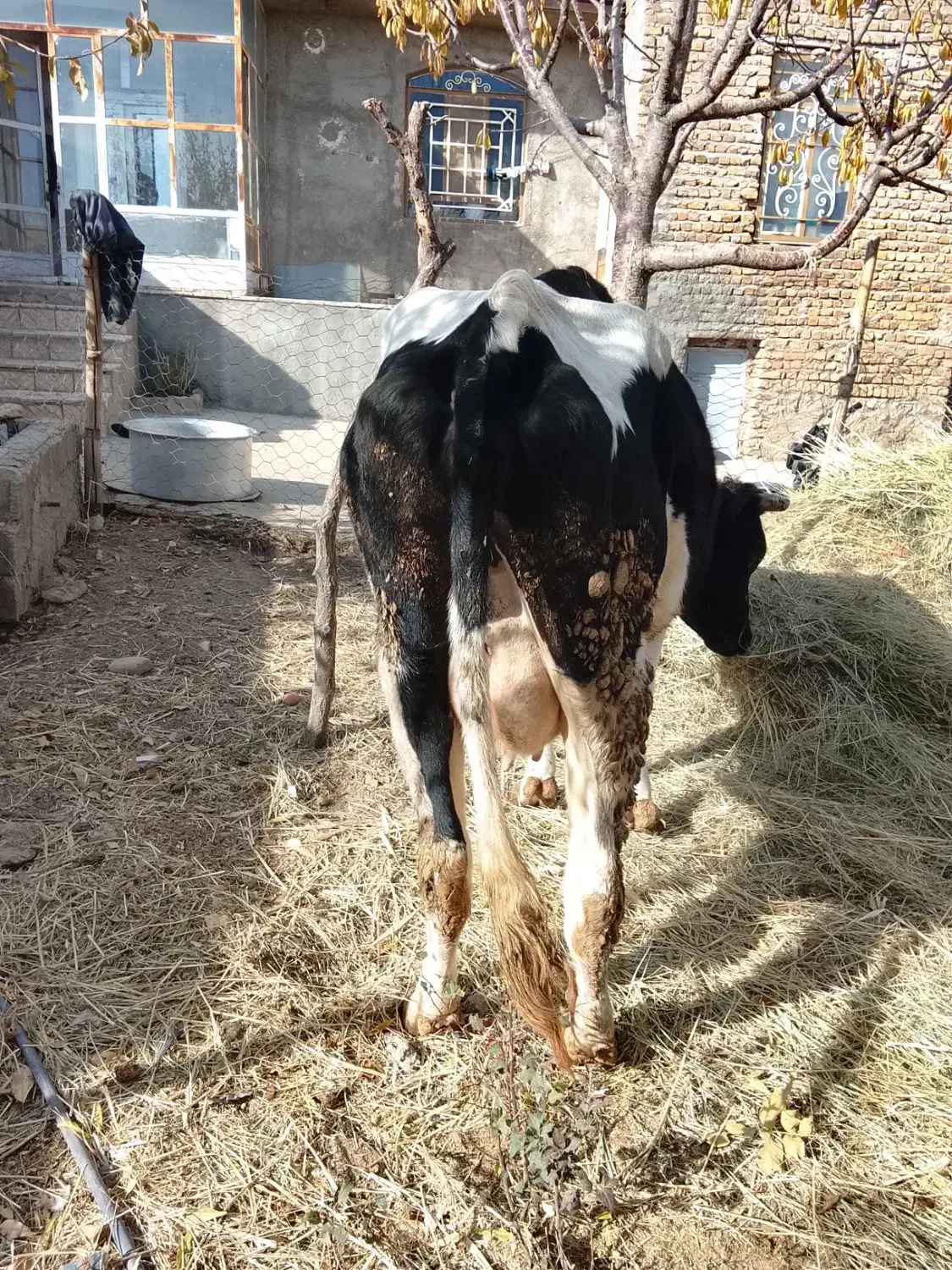 گاو با گوساله ماده|حیوانات مزرعه|قیدار, |دیوار