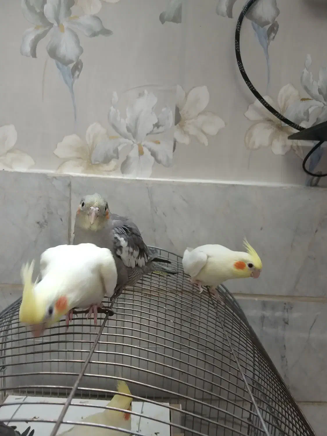 عروس هلندی جوجه|پرنده|تهران, بیسیم|دیوار