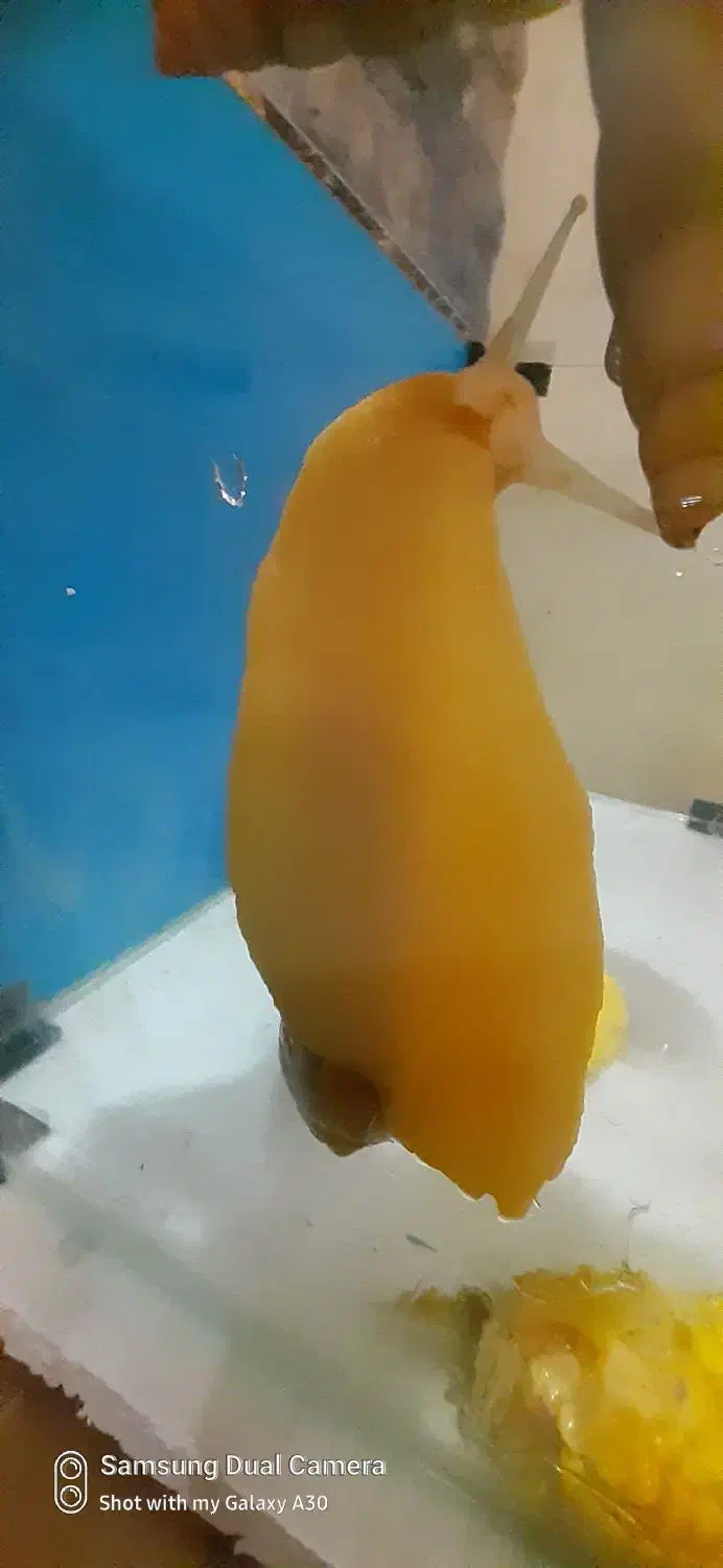 ۷ عدد حلزون اچاتینا بالغ مولد|خزنده|تهران, آذربایجان|دیوار