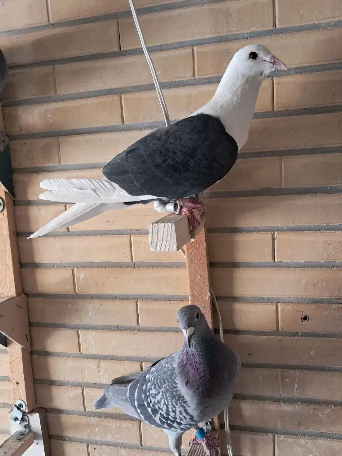 دوکت پلاکی سیاه|پرنده|شاهین‌شهر, نبوت|دیوار