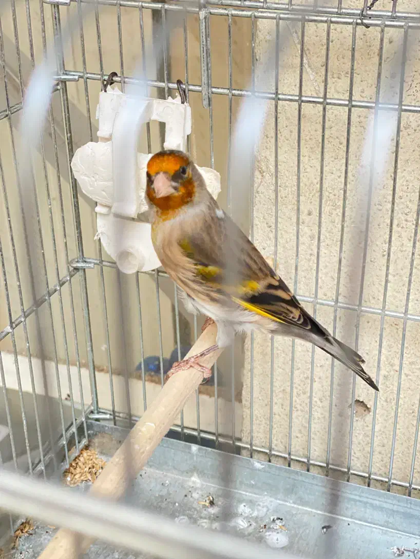 سهره قناری|پرنده|تهران, زرکش|دیوار