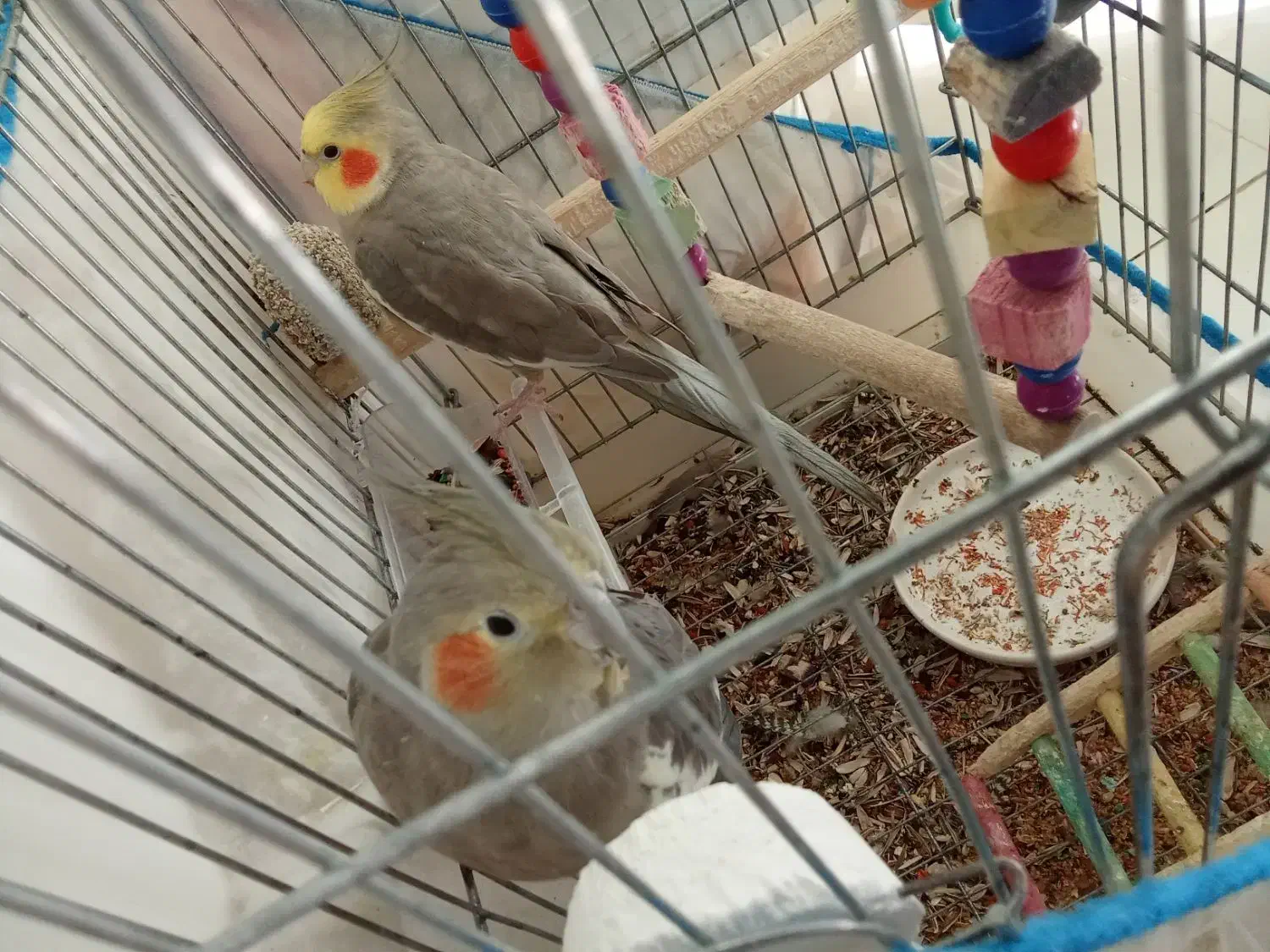 عروس هلندی|پرنده|خرمشهر, |دیوار