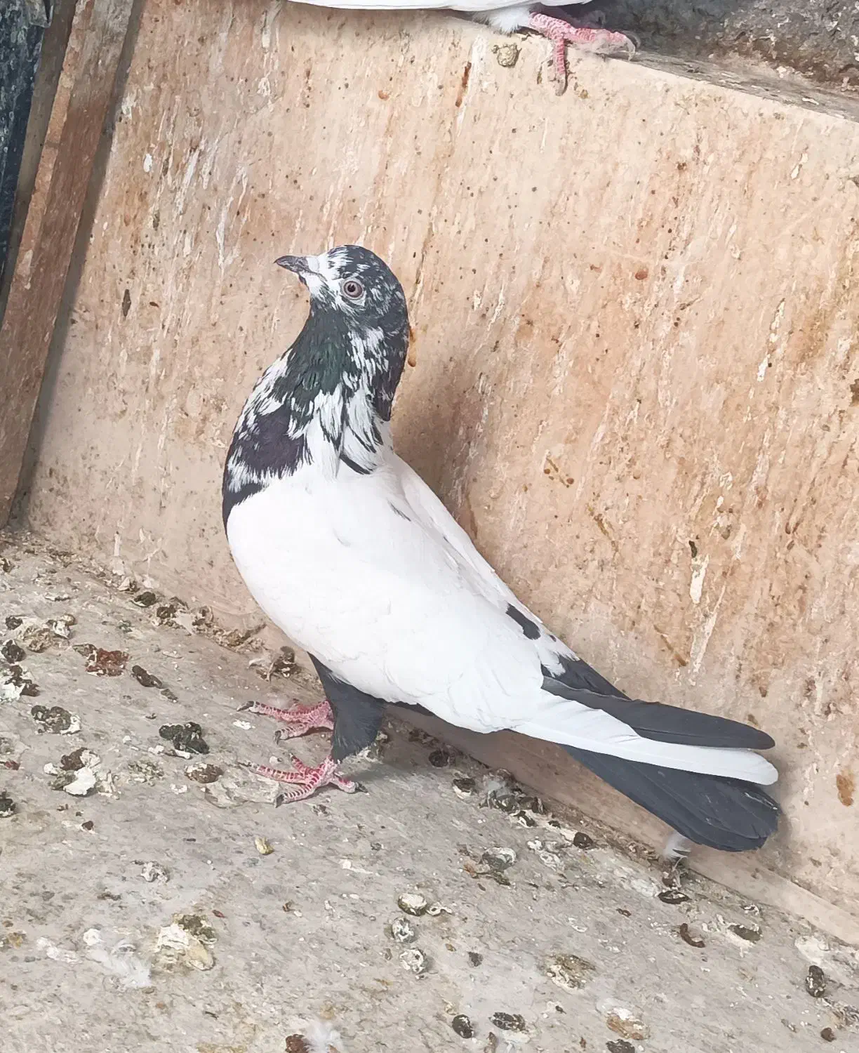 کفتر زینتی طوقی کاکل|پرنده|صباشهر, |دیوار