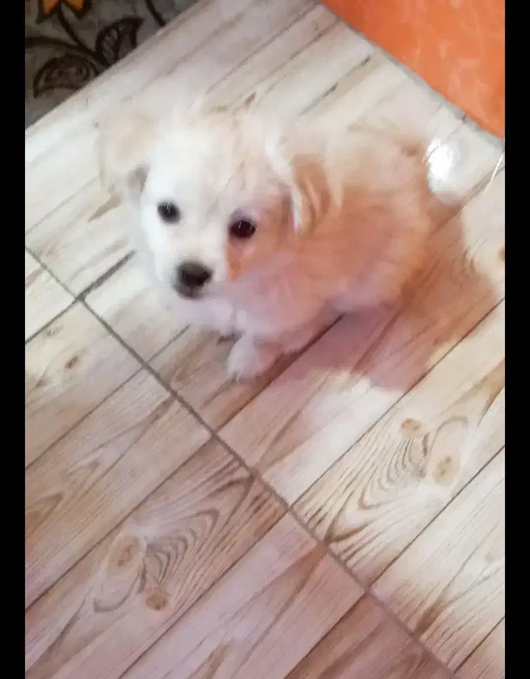 یک عددتوله سگ ماده اشپیتز|سگ|بهبهان, |دیوار