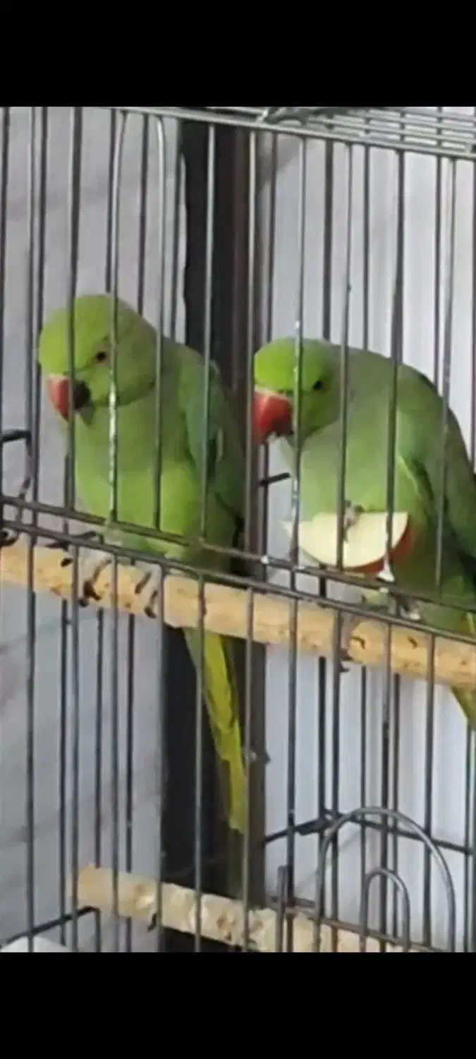 جفت ملنگو تخمگذار|پرنده|اهر, |دیوار