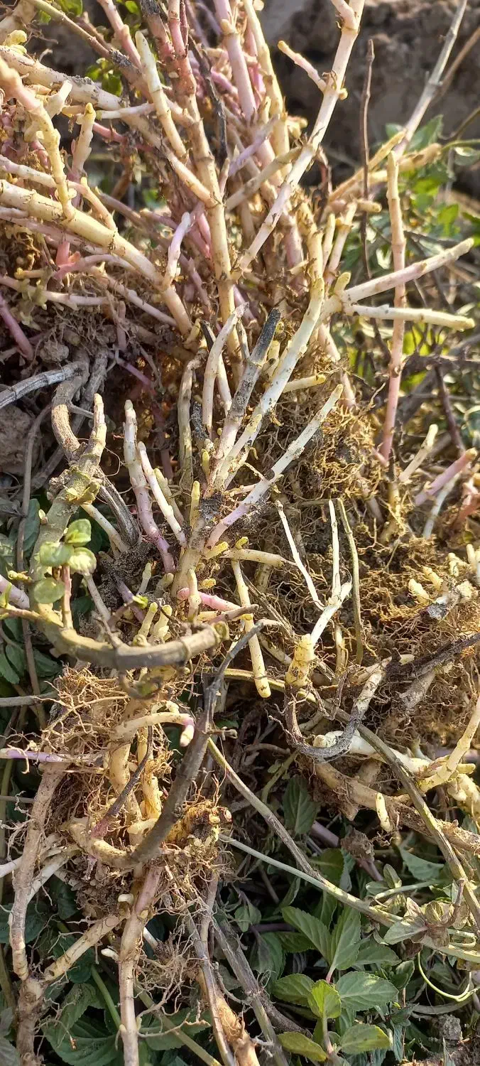 ریشه نعنا فلفلی|گل و گیاه طبیعی|صالح آباد (ایلام), |دیوار