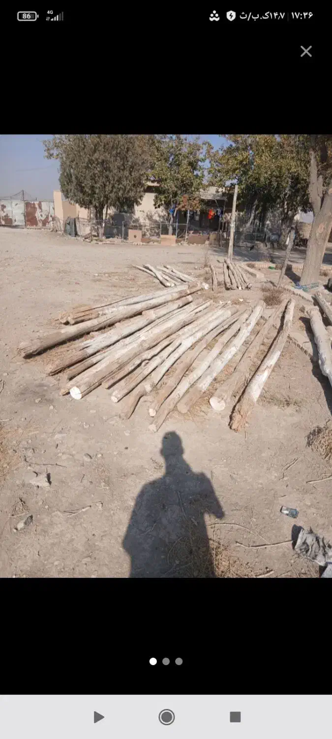 از سقف دراومده سالم وپوسی همون دام تیری خریداریم|خدمات باغبانی و درختکاری|دشتابی, |دیوار