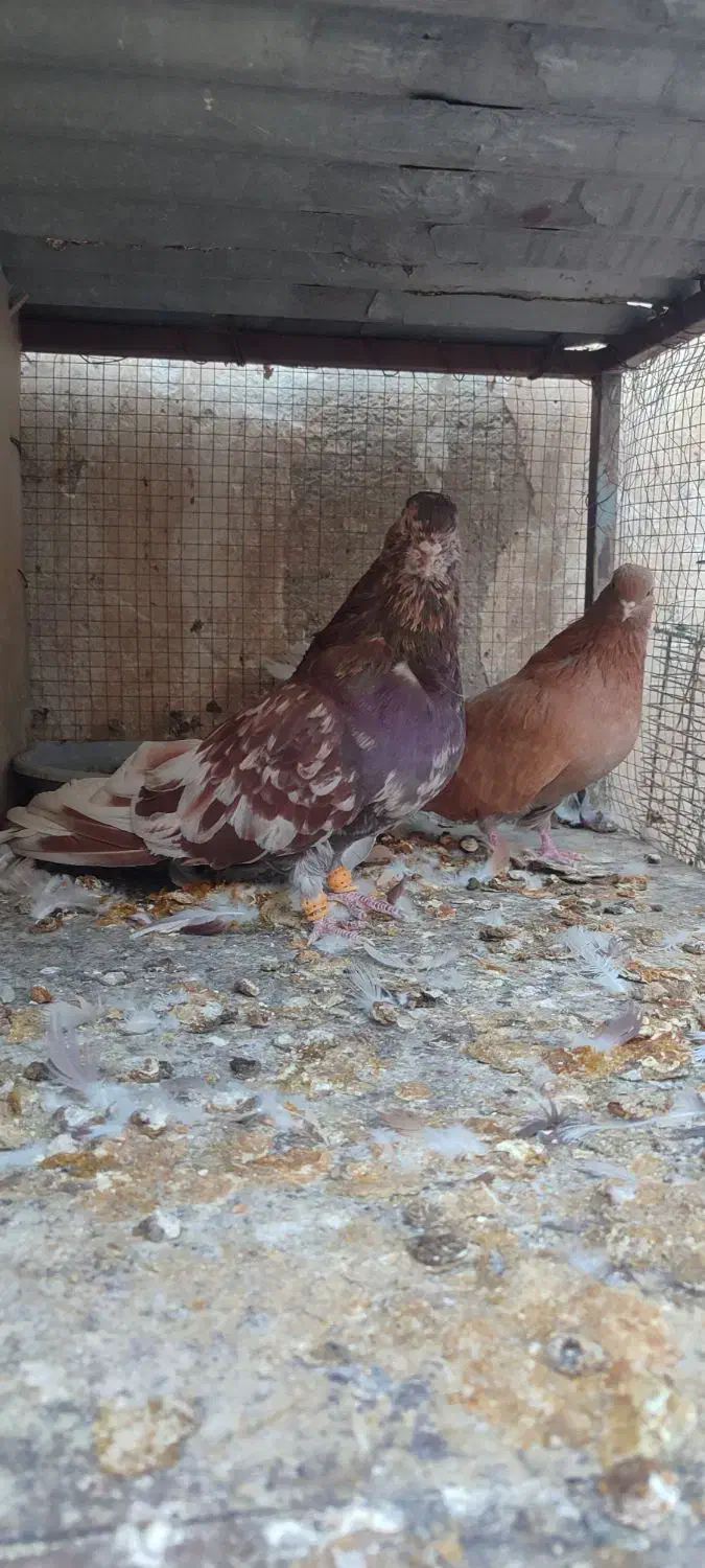 سرور بلند|پرنده|پیر بکران, |دیوار