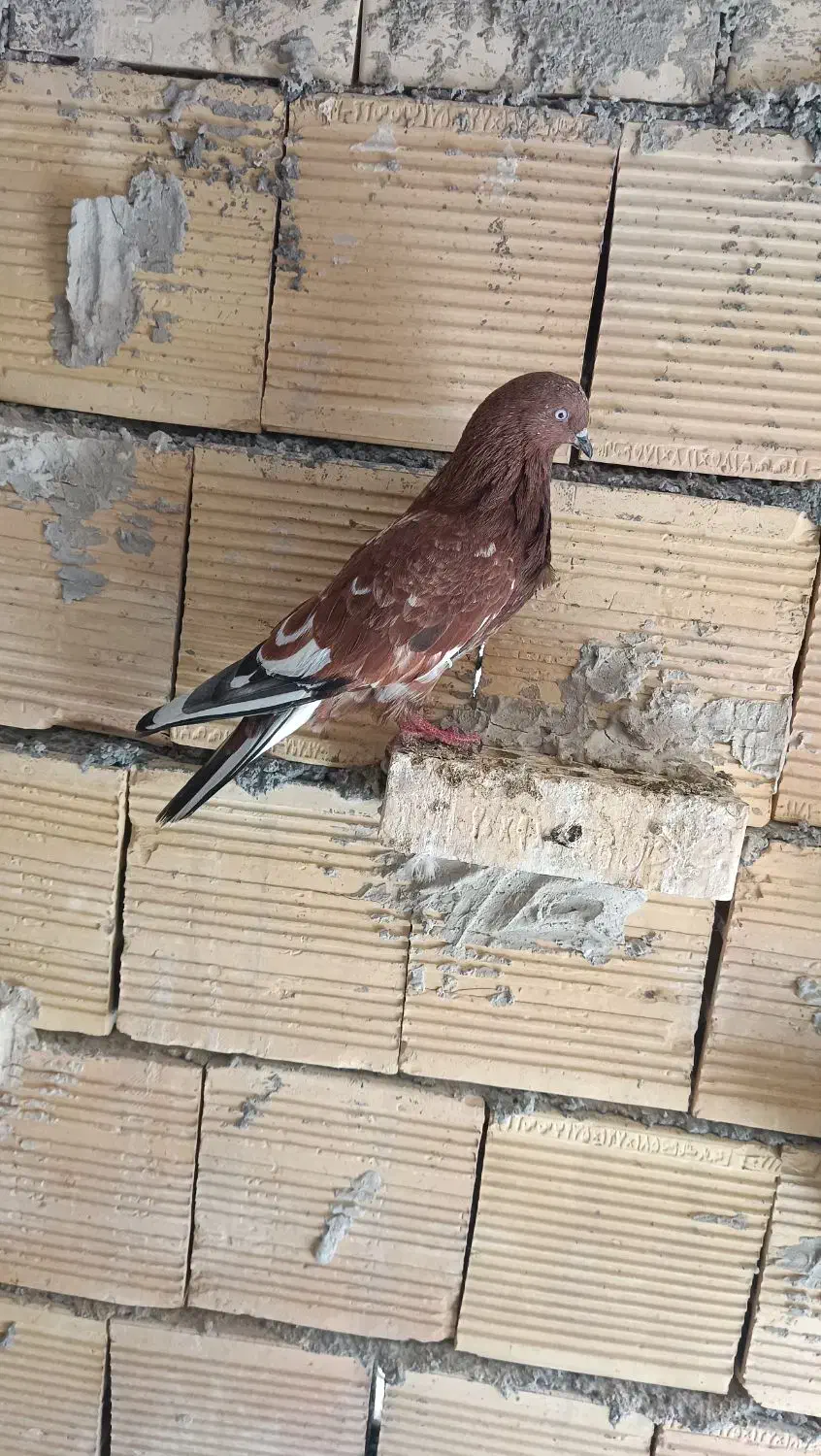 چنتا پرنده گرفتنی کله ای سرخ وسیاه هندی سبز|پرنده|بندر ماهشهر, |دیوار