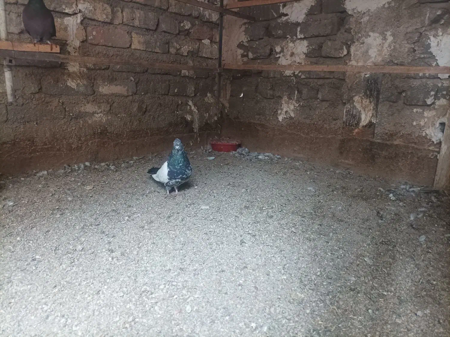 تعدادی کبوتر بومی و پلاکی بفروش می رسد|پرنده|ساوه, |دیوار