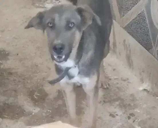 سگ نگهبان|سگ|صفادشت, |دیوار