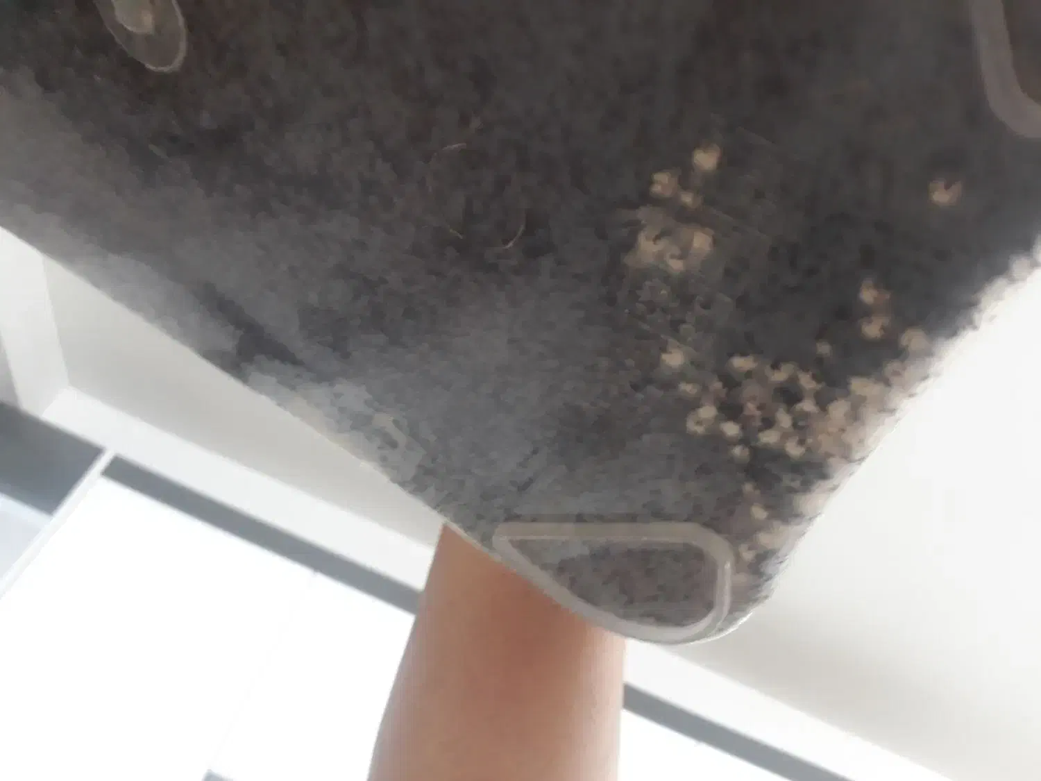 حلزون ۱۳ سانتی تخم گذار|خزنده|کرج, کمالشهر|دیوار