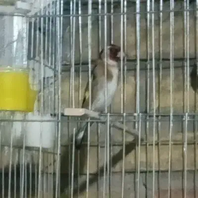 سهره جفتی دوساله|پرنده|اندیمشک, |دیوار