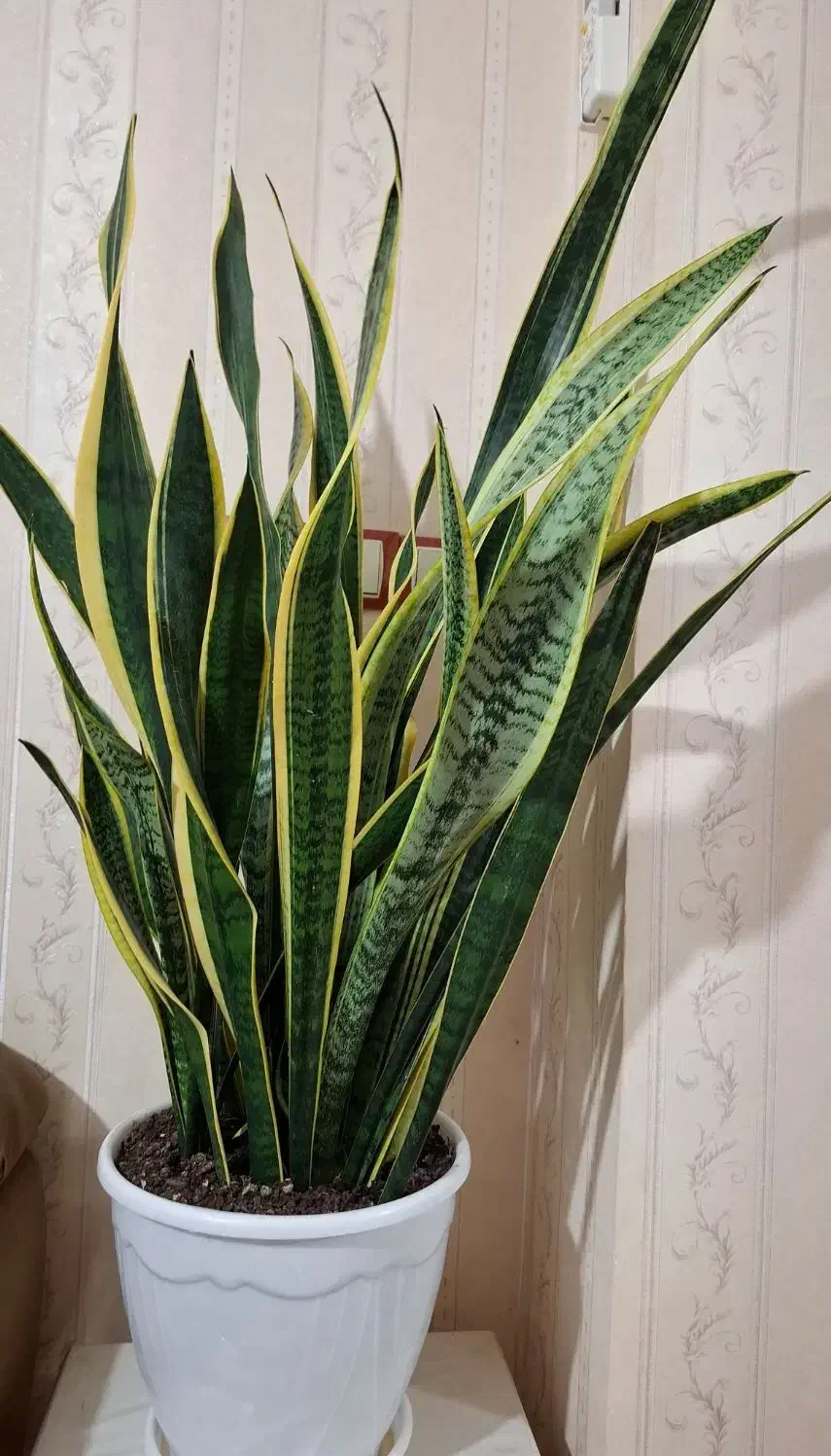 گل و گیاه|گل و گیاه طبیعی|املش, |دیوار