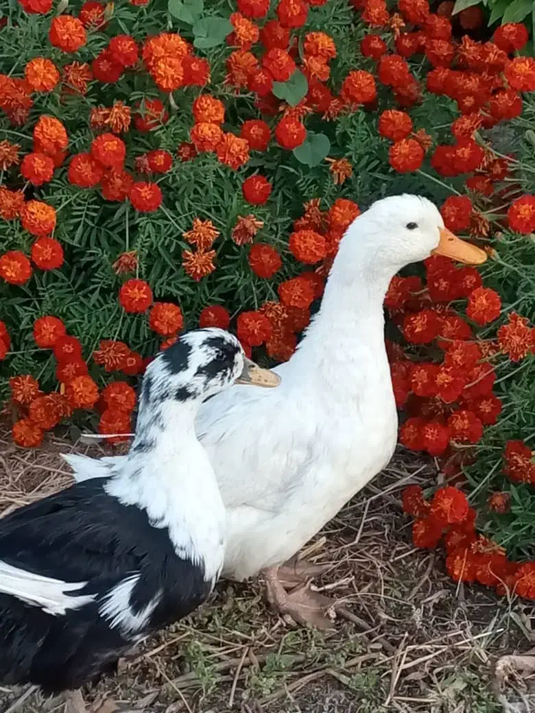 اُردک وخرگوش درکوار|حیوانات مزرعه|کوار, |دیوار