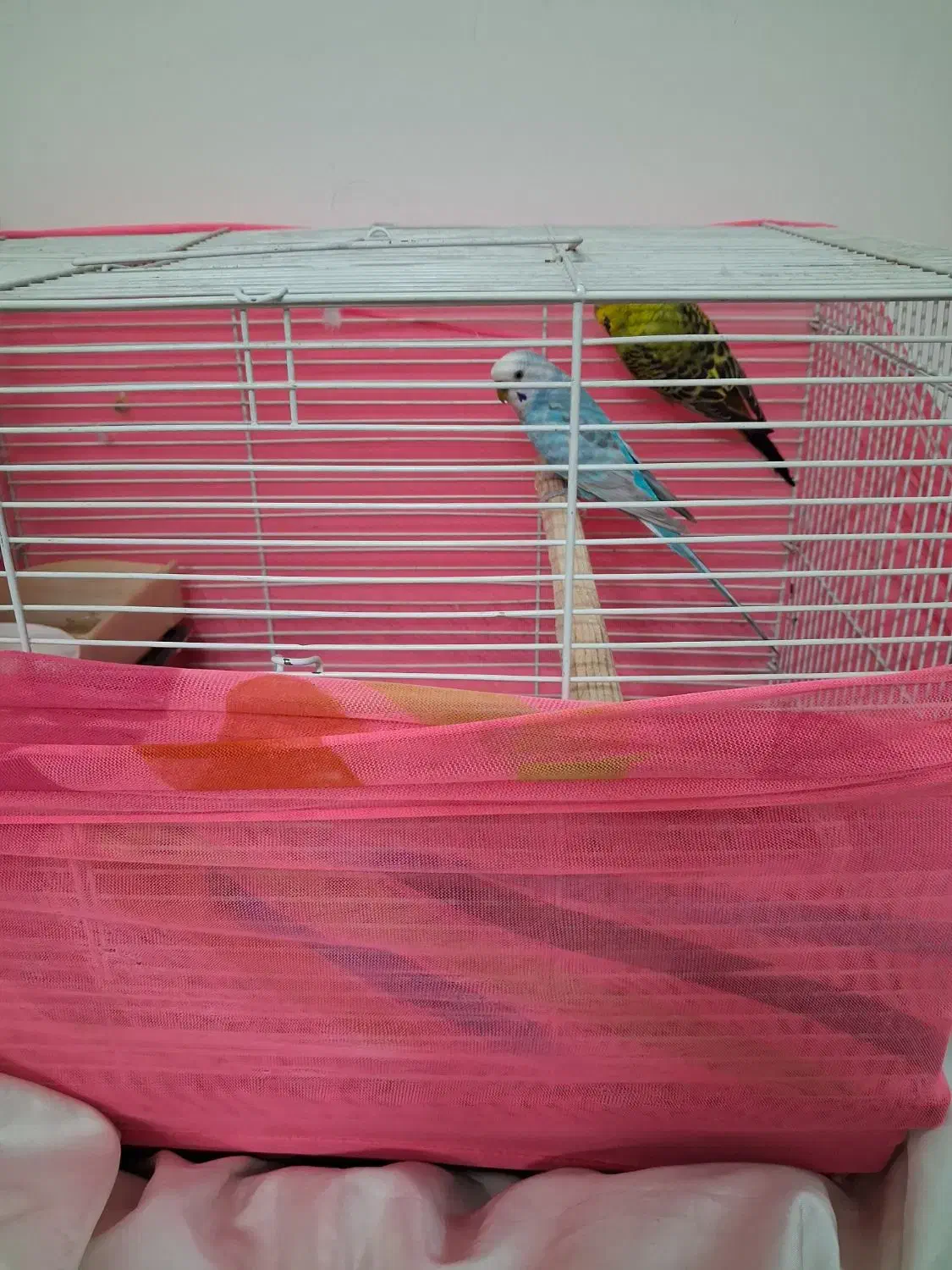 یک جفت مرغ عشق سالم و سرحال باقفس|پرنده|تهران, آهنگ|دیوار