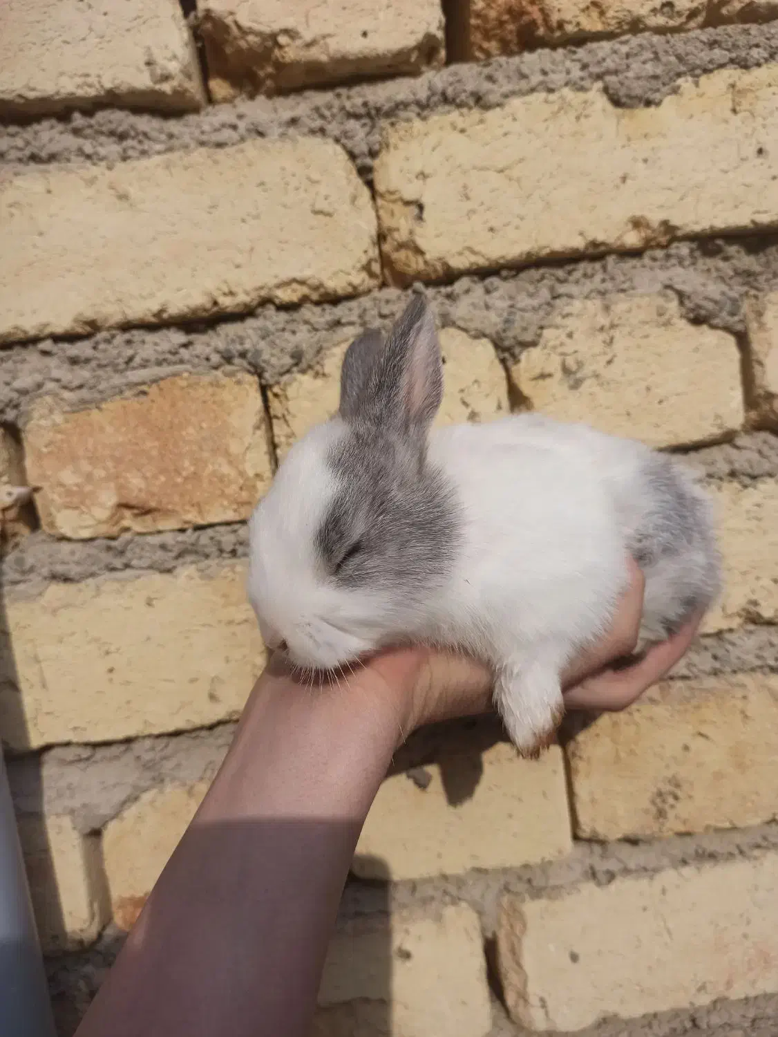 خرگوش|موش و خرگوش|ارومیه, |دیوار