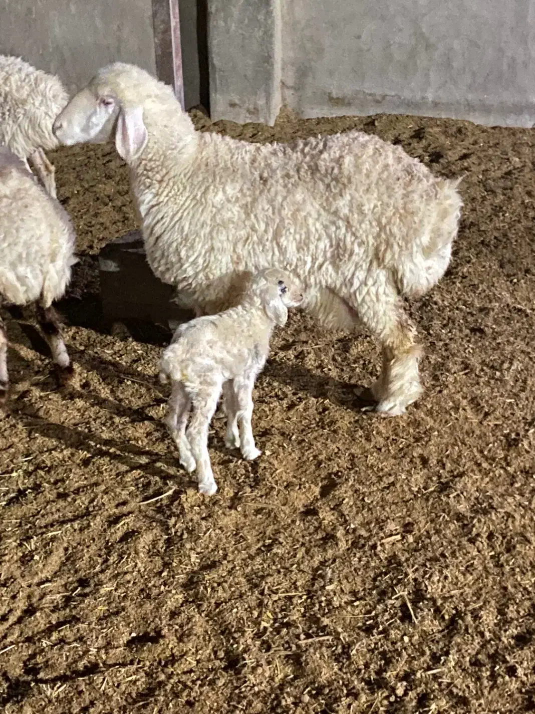 فروشی بره ماده وکهره|حیوانات مزرعه|کرمان, |دیوار