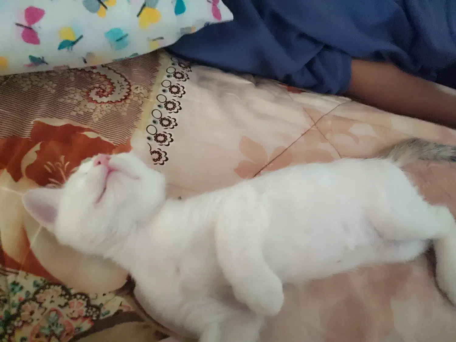 گمشده|گربه|اسلام‌شهر, شهرک قائمیه|دیوار