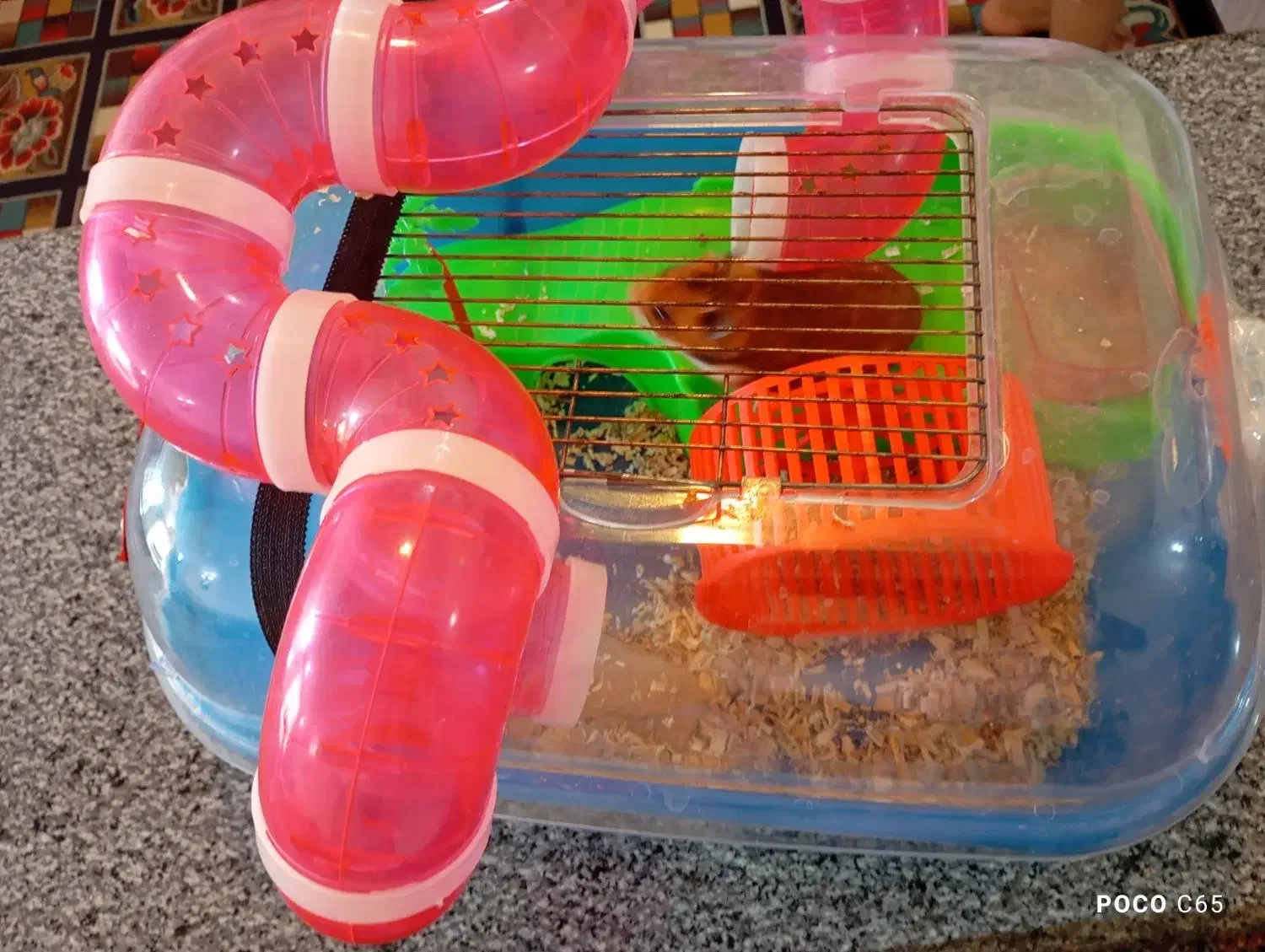 همستر با قفس|موش و خرگوش|سیرجان, |دیوار