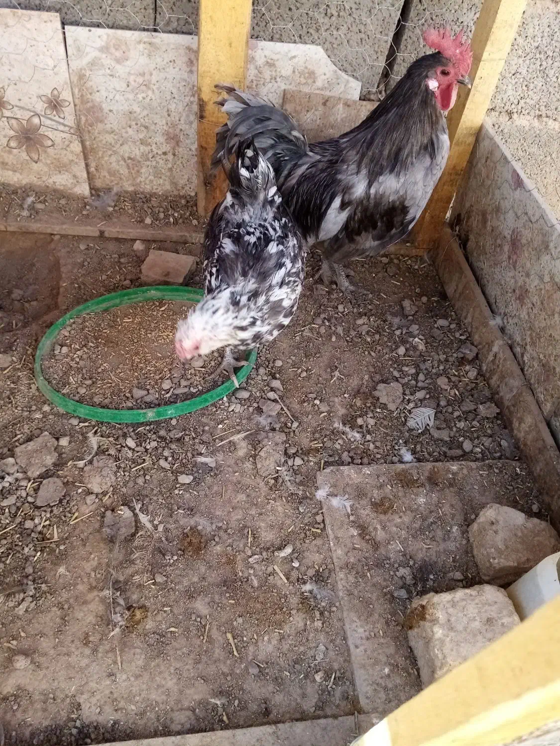 فرش مرغ گلین، جوجه گلین و خروس گلین. مامونیه|حیوانات مزرعه|زرندیه, |دیوار