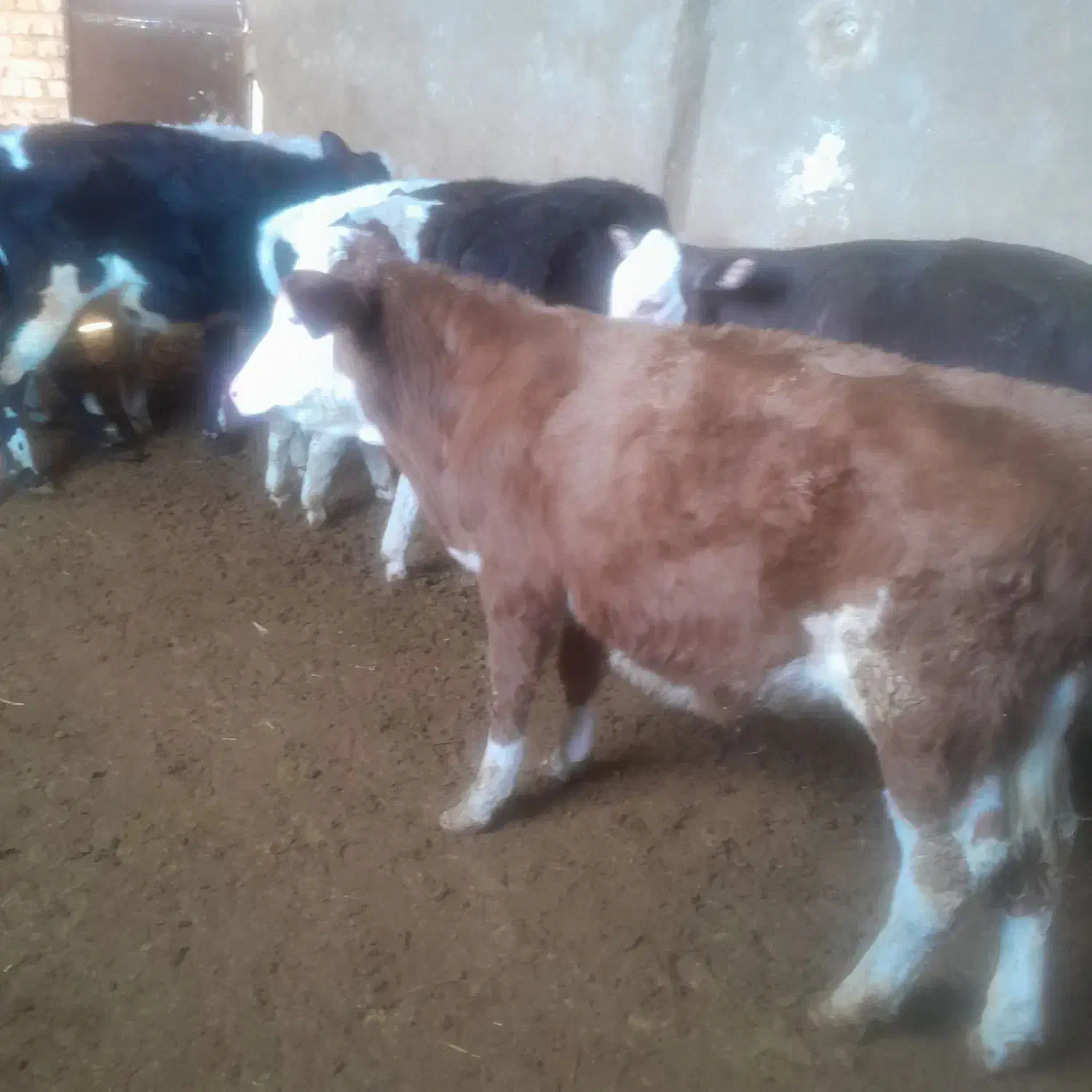 گوساله نر سمنتال میانداب|حیوانات مزرعه|رامند, |دیوار