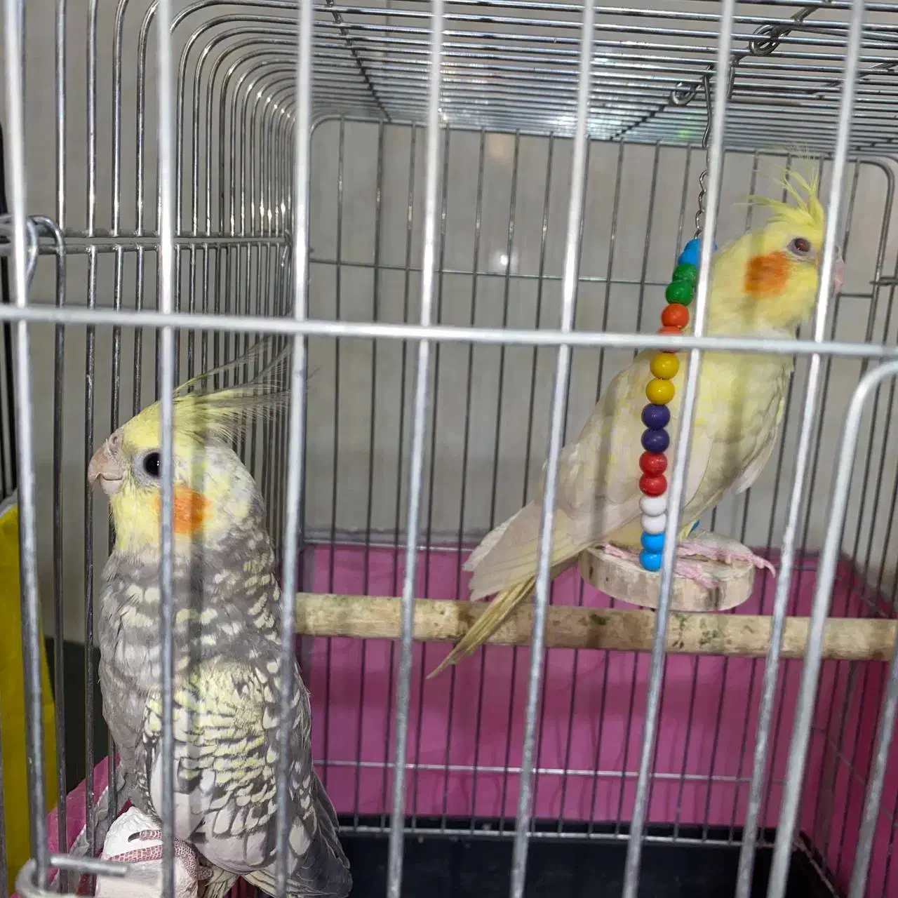 ۲عدد عروس هلندی|پرنده|اقبالیه, |دیوار