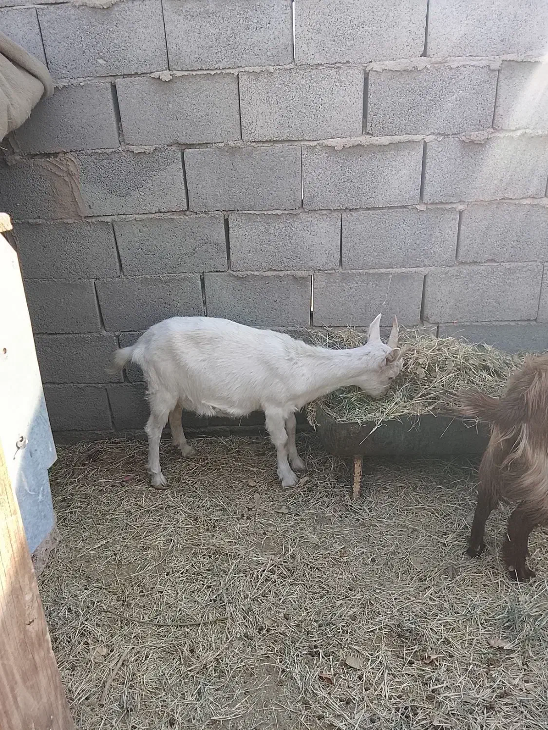 بزغاله|حیوانات مزرعه|رفسنجان, |دیوار