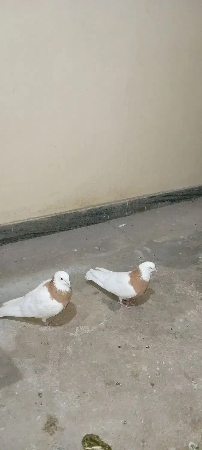 کفتر و کبوتر|پرنده|تهران, تختی|دیوار