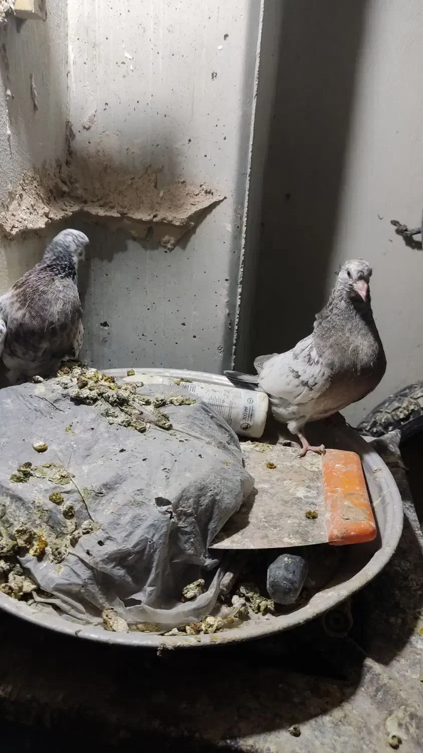 فروش کبوتر|پرنده|اصفهان, شهرک کاوه|دیوار