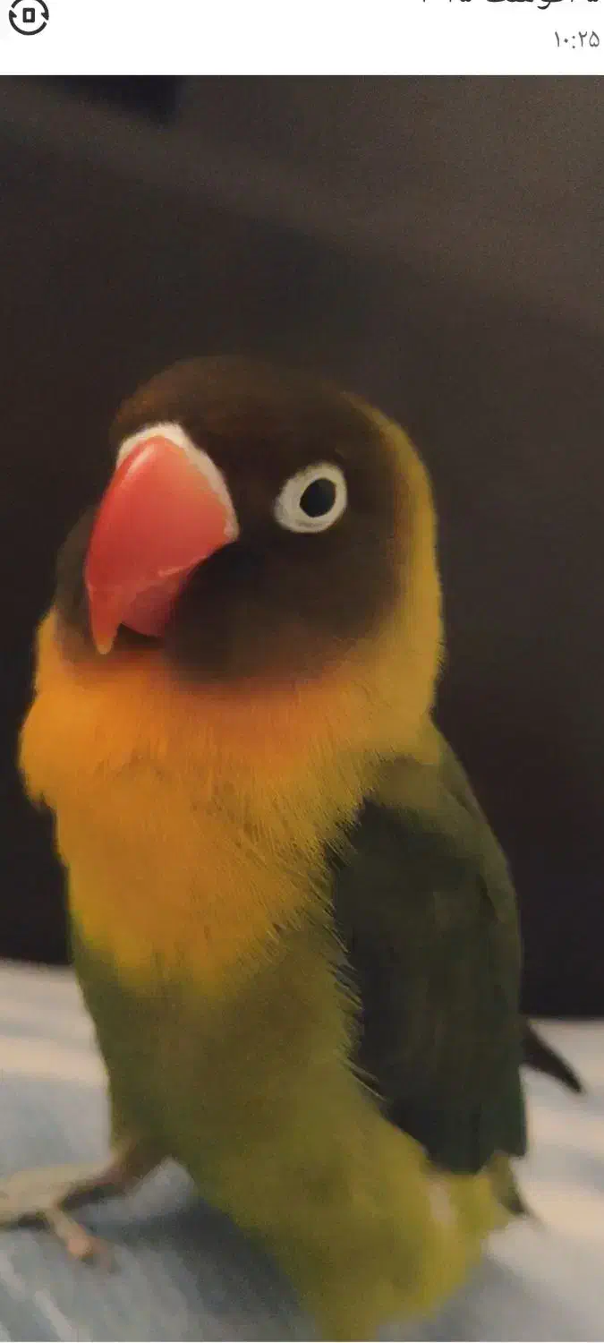 طوطی برزیلی ماده|پرنده|رشت, منظریه|دیوار