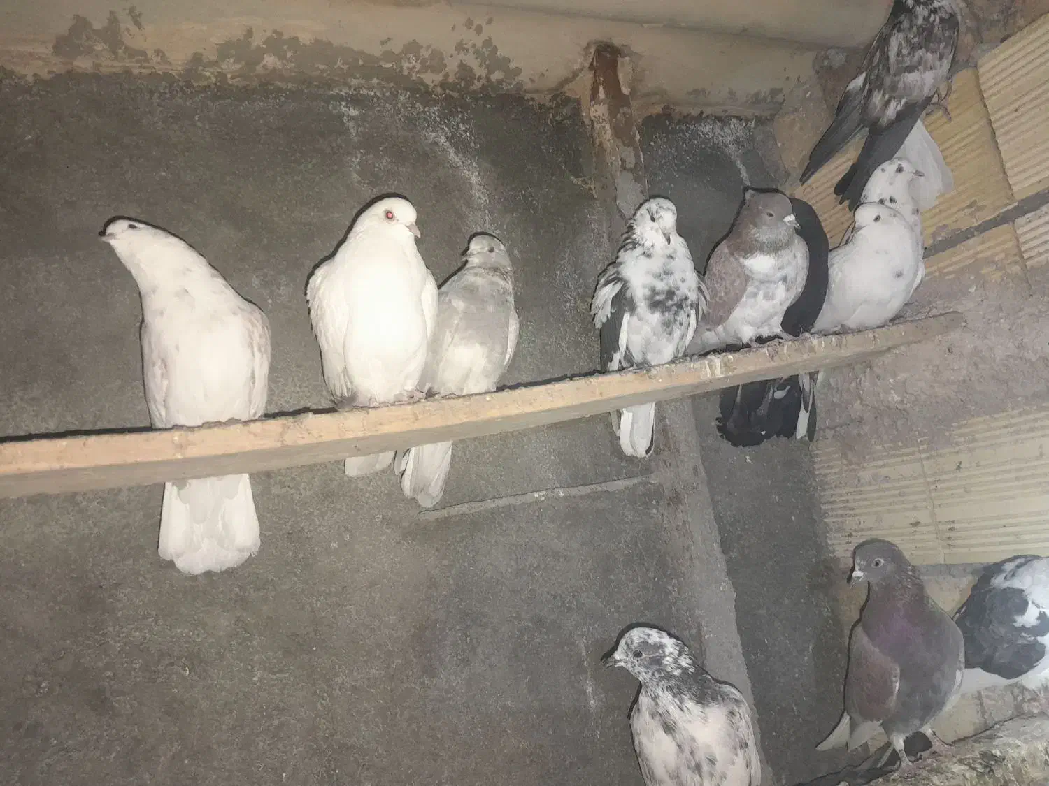 غریب کیری تیر ماهی|پرنده|خنداب, |دیوار