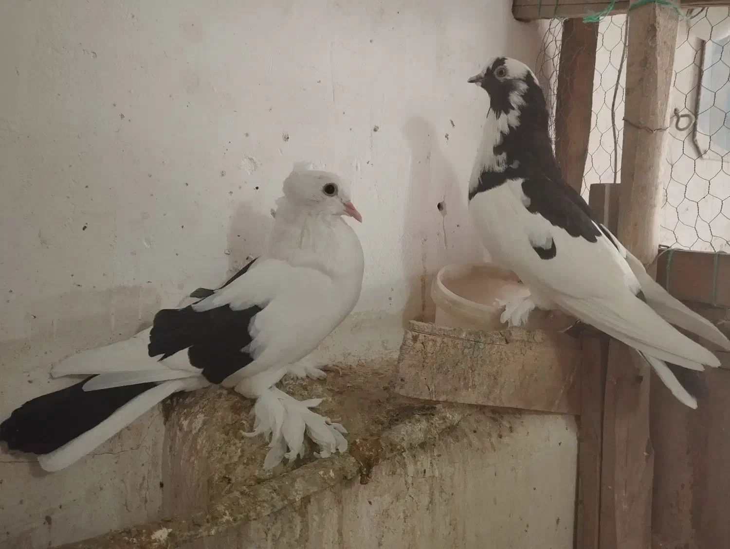 کفتر|پرنده|قم, نوبهار|دیوار