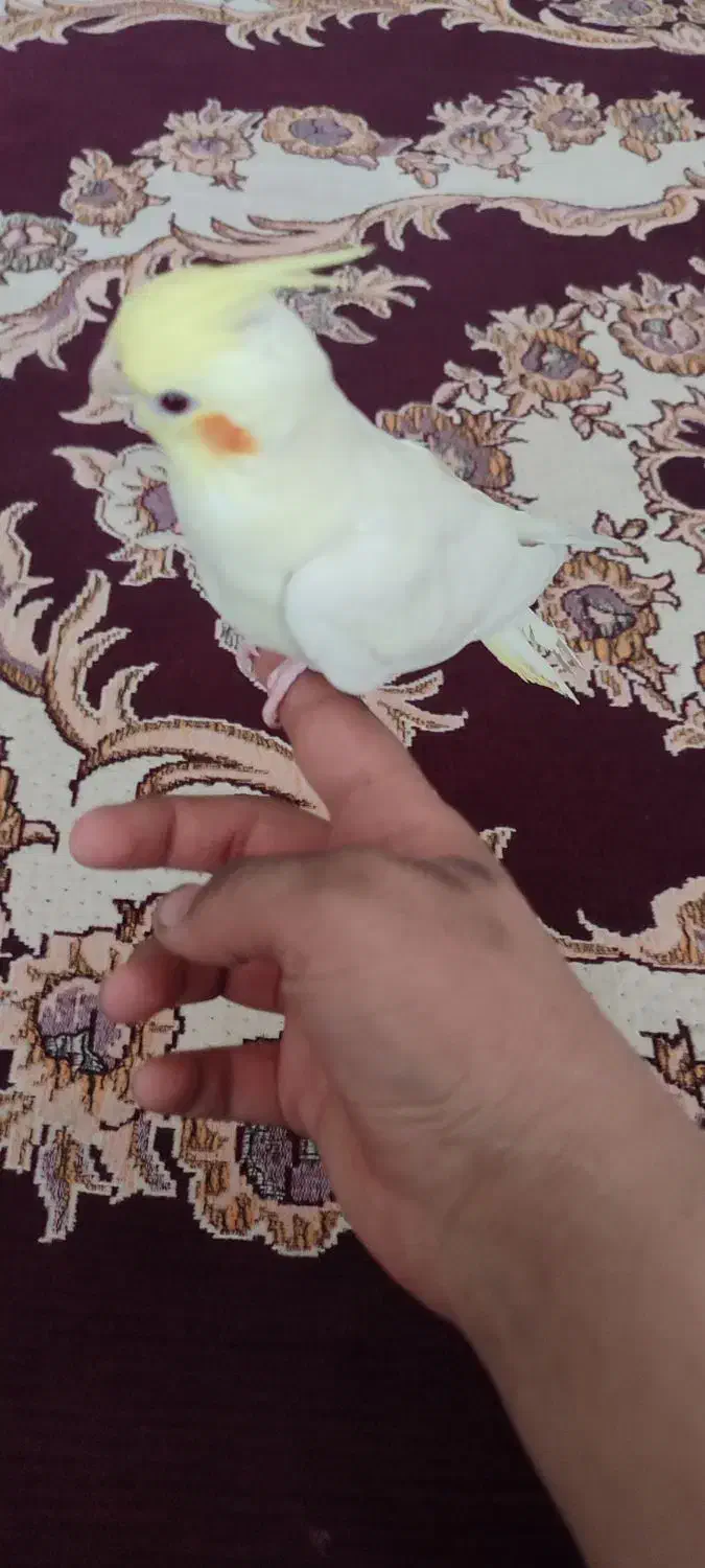 عروس هلندی|پرنده|فولادشهر, C3|دیوار