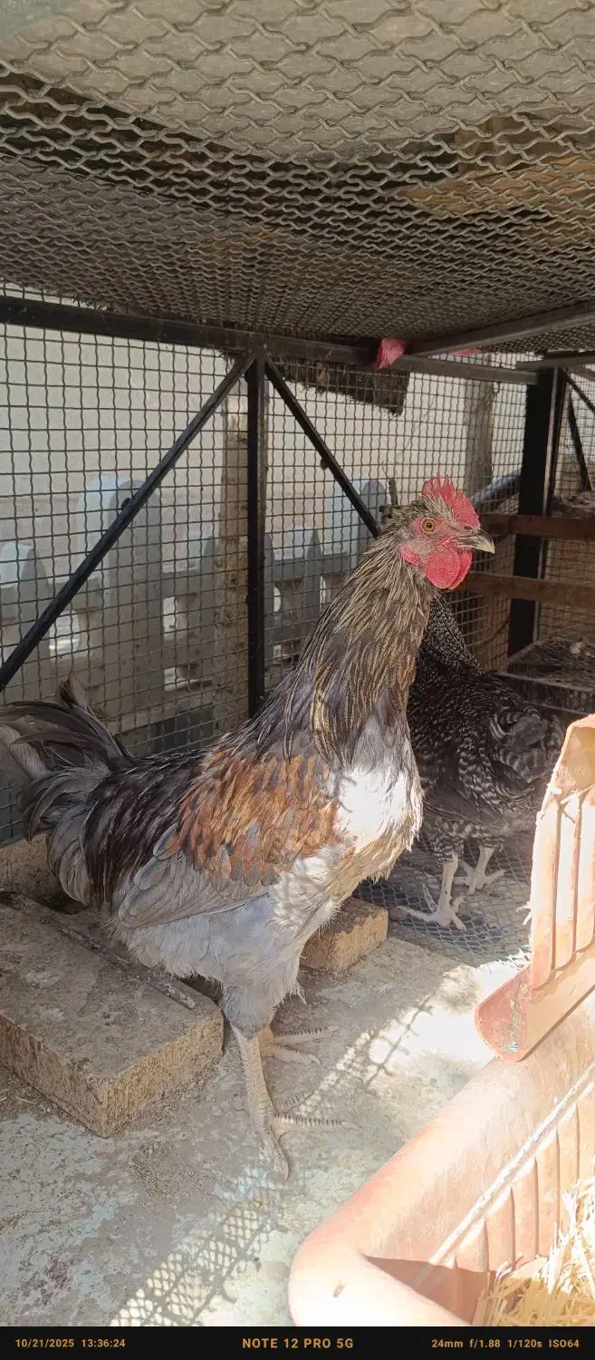 آیسبار نژاد خالص|حیوانات مزرعه|تهران, باغ فیض|دیوار